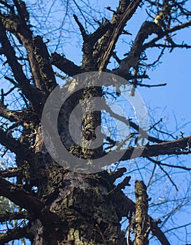 Old pine. Silhouette of a dying tree.