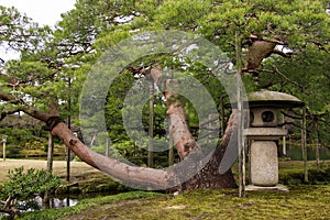 Old pine and stone japanese lantern in Garden Kenrokuen in Kanazawa, Japan