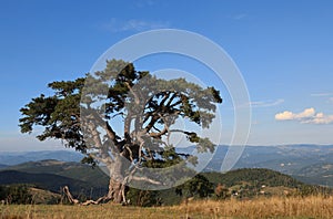 Old Pine Tree