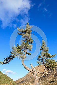 Old pine tree