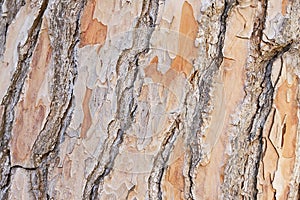 Old pine tree bark background texture