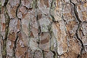 Pine tree bark texture background