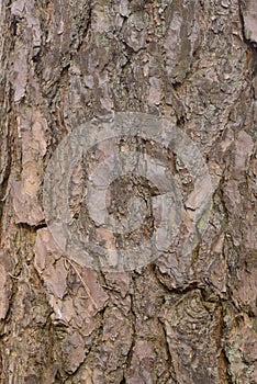 Old pine tree bark texture background