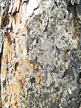 Old pine tree bark texture close up
