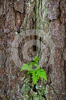 Old pine tree bark texture