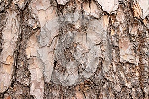 Old pine tree bark texture, wooden background