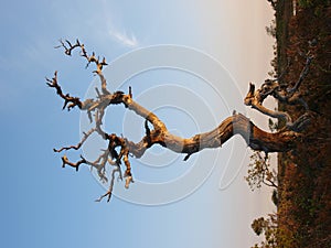 Old pine tree in bog