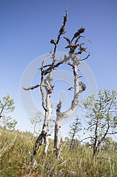 Old pine tree in bog