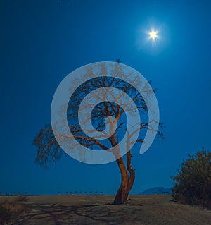 Old pine tree on a Cirali beach in a moon light