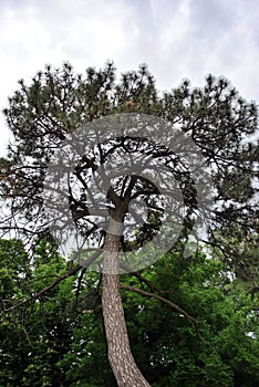 Old pine tree on the edge of green forest, cloudy sky