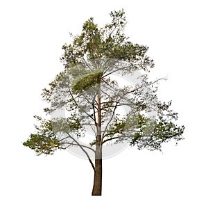 Old pine tree isolated on white