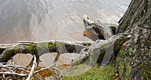 Old pine tree by the lake. Erosion-included roots.