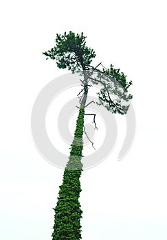 old pine tree overgrown with liane, isolated