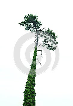 old pine tree overgrown with liane, isolated photo