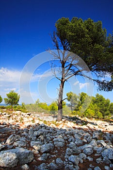 Old pine tree in provence