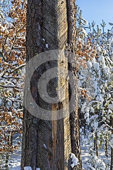 Old pine tree with rosin industry signs