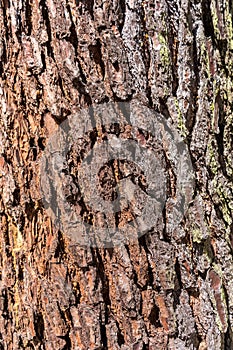 Old pine tree thrones texture close up