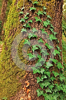 Old pine tree trunk.