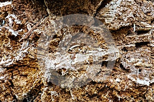 Decaying Old Pine Tree Trunk