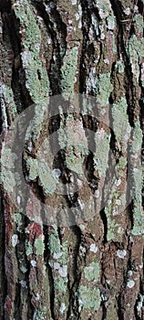 Old pine tree trunk texture in the forest