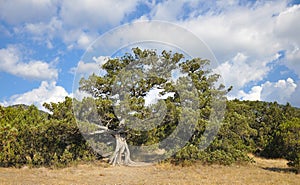 An Old Pine Tree Under The Blue Sky