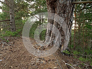 Old pine tree in an untouched forest