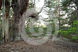 Old pine tree in an untouched forest