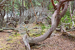 Old Pine tree woods