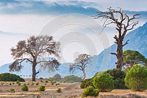 Old pine trees on a Cirali beach