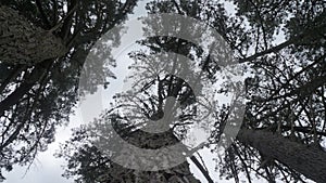 Old pine trees growing on Waikato farm in New Zealand