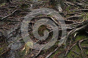 Old pine trees roots in the path through the lost woods, UNESCO World Heritage Geres National Park.