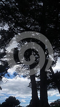 Old pine trees silhouetted against sky