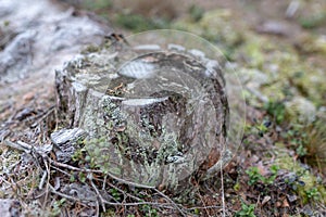 Old pine trunk covered with hoarfrost. A place of beheading in a