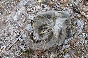 Old pine trunk covered with hoarfrost. A place of beheading in a