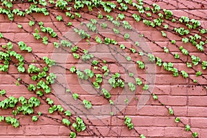 Old pink brick wall with lush, healthy green vines growing across the face of it