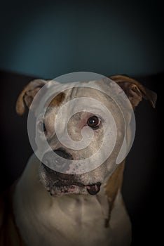 Old pit bull terrier dog in dark room lying