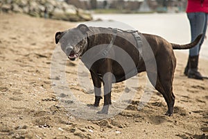 Old pitbull dog sandy beach