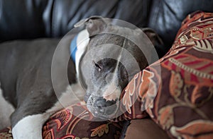 Old pitbull has fallen asleep and takes a nap on your couch
