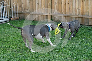 Old pitbull is pulling on a dog toy and a puppy