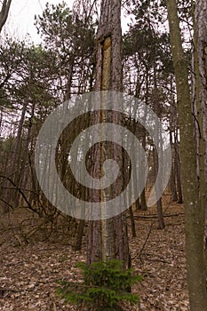 An old pitch tree in the woods