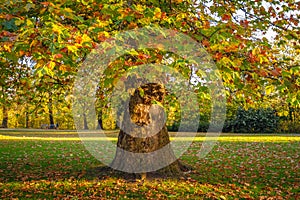 Old plane tree at autumn