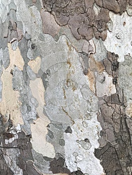 Old plane tree bark texture for background