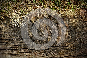 Old plank wood bridge board with grass texture background. Retro Vintage photo with use of colour filters