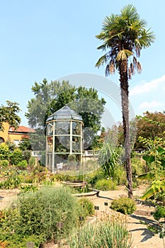 Old plant `Goethe palm` in greenhouse at botanical garden Orto botanico in Padua, Italy