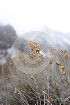 Old plants stand strong against the mountains snowy winter