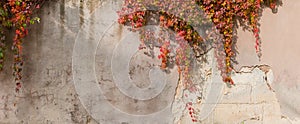 Old plastered retaining wall with hanging autumn climbing plants, background