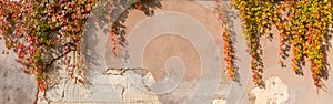 Old plastered retaining wall with hanging autumn climbing plants, background