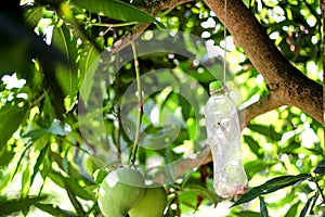 Old plastic bottle insect trap hanging on mango tree in fruit farm ,  handmade recycling