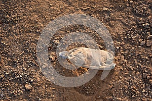 an old plastic bottle lies on the ground, yellow sand and stones on lifeless earth,