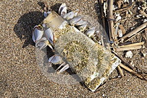 Old plastic cover on a beach